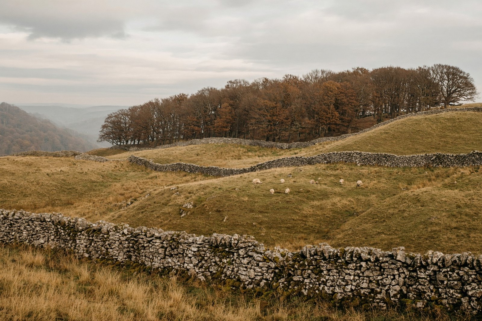 Dry-stone walls across pale limestone pasture under a soft sky